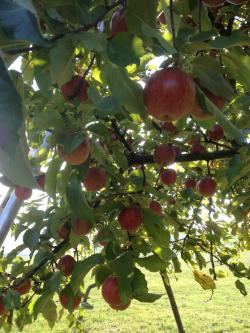 Apfelbaum in Oberehrenbach