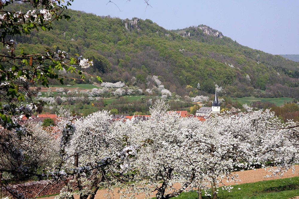 Die Jakobuskirch von Leutenbach im Blütenmeer, dahinter das Walberla